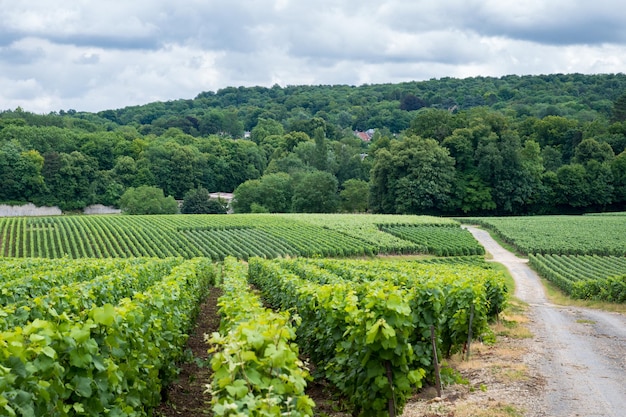 Straße auf Weinberg