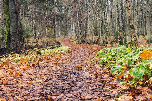 Straße der Herbstblätter