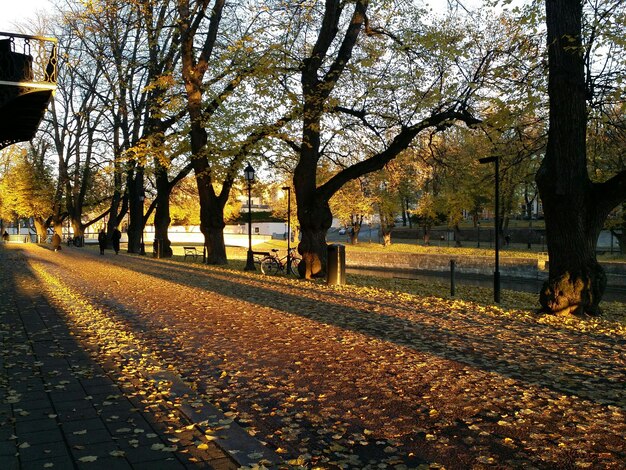 Foto straße, die durch den wald führt