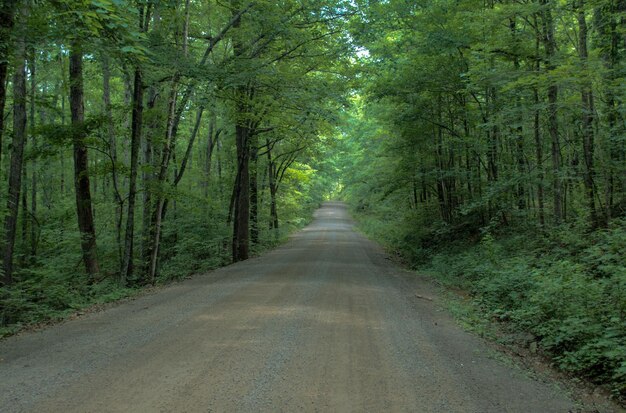 Foto straße, die durch den wald führt