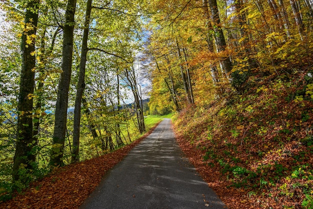 Foto straße, die durch den wald führt