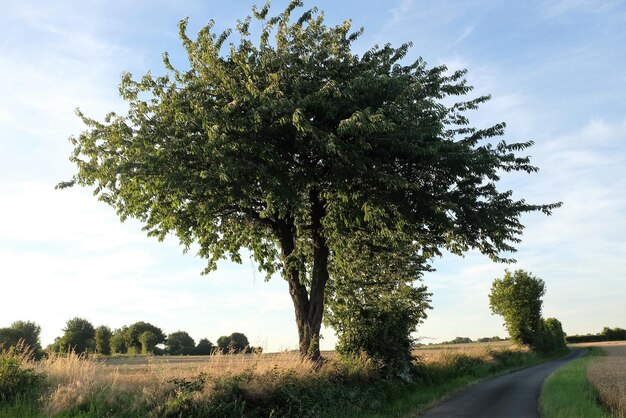 Straße, die durch ein Feld führt