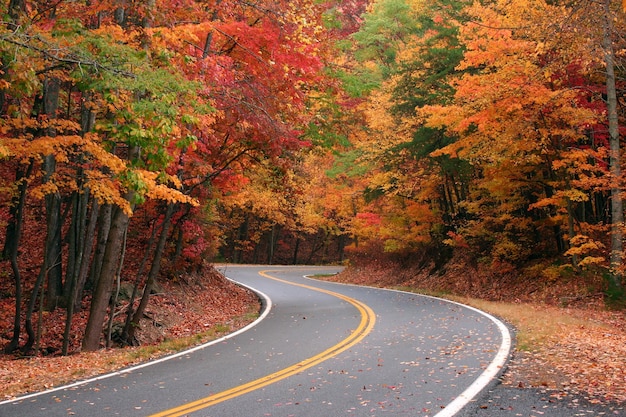 Straße, die durch Herbstbäume führt