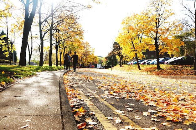 Foto straße, die durch herbstbäume führt