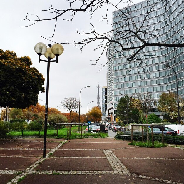 Foto straße, die durch nackte bäume führt