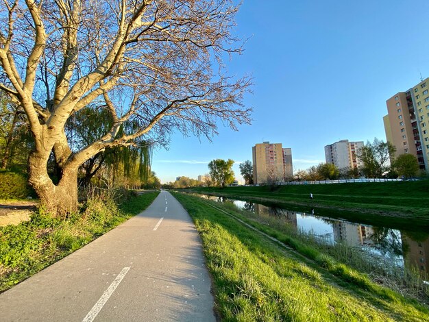 Straße durch Bäume in der Stadt gegen klaren Himmel