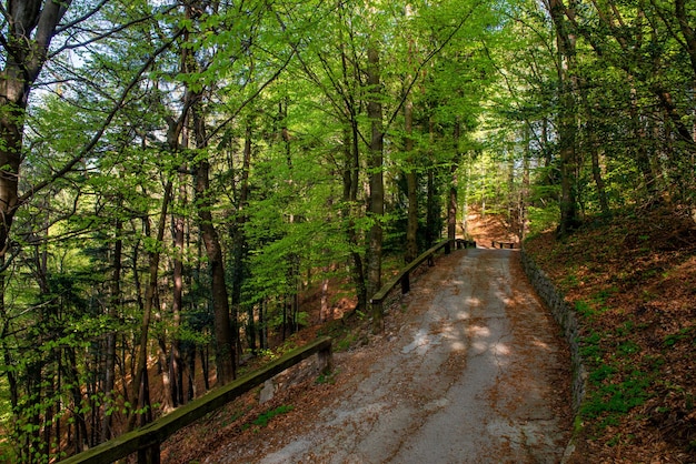 Straße durch den Wald