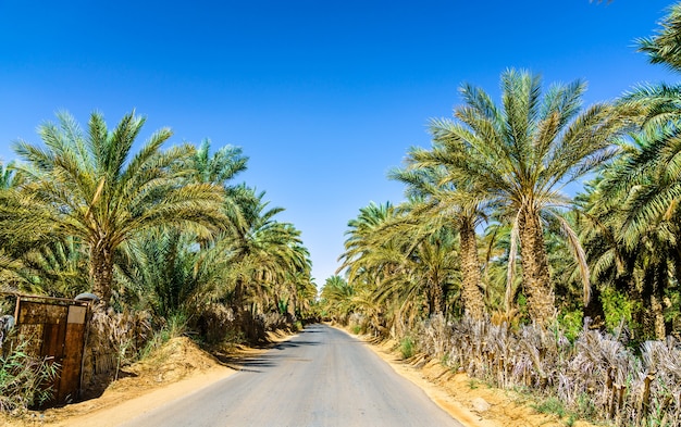 Straße durch eine Oase in Tamacine - Algerien, Nordafrika