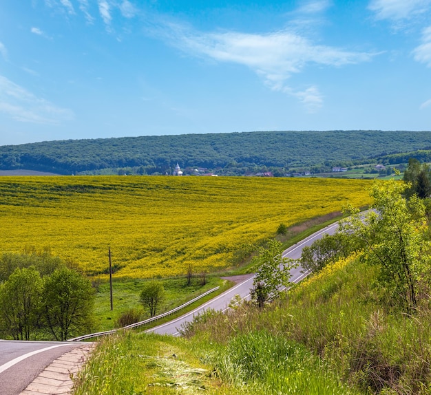 Straße durch Frühlingsraps, gelb blühende Felder, Blick auf natürliches, saisonal gutes Wetter, Klima, Öko-Landwirtschaft, Landschaftsschönheitskonzept