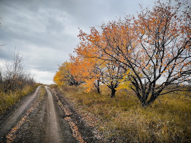 Foto straße entlang des herbstwaldes foto in hoher qualität