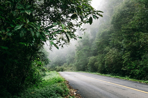 Straße herein mit Naturwald und nebeliger Straße des Regenwaldes.