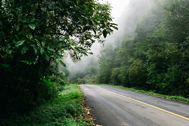 Straße herein mit Naturwald und nebeliger Straße des Regenwaldes.