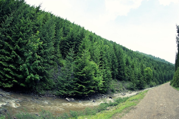 Straße im Bergwald