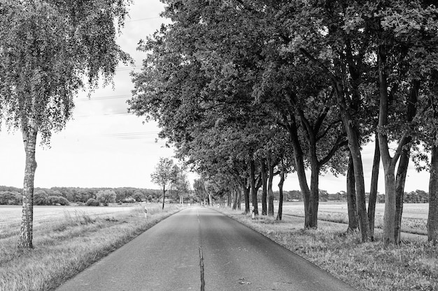 Straße im Feld, begleitet von einer Reihe von grünen Bäumen Skyline und Natur im Hintergrund Landschaft von flachem Gelände bei Sonnenuntergang Straße sieht verführerisch aus, um Fernweh zu haben Straßen und Reisen Konzept