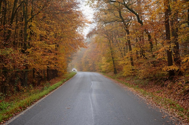 Straße im Herbst Nebeliges und gefährliches Autofahren in der Wintersaison Schlechtes Wetter mit Regen und Verkehr auf der Straße Konzept für Verkehrs- und Verkehrssicherheit