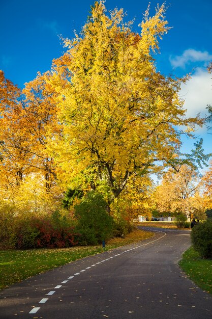 Straße im Herbstpark