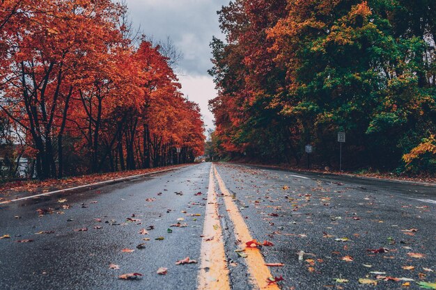 Foto straße im herbstpark