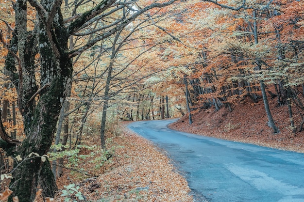 Straße im Herbstwald