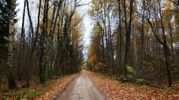 Straße im Herbstwald