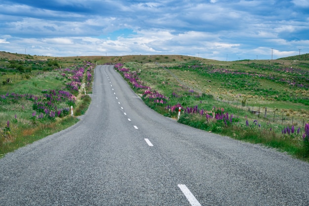 Straße im Lupinenfeld, Neuseeland