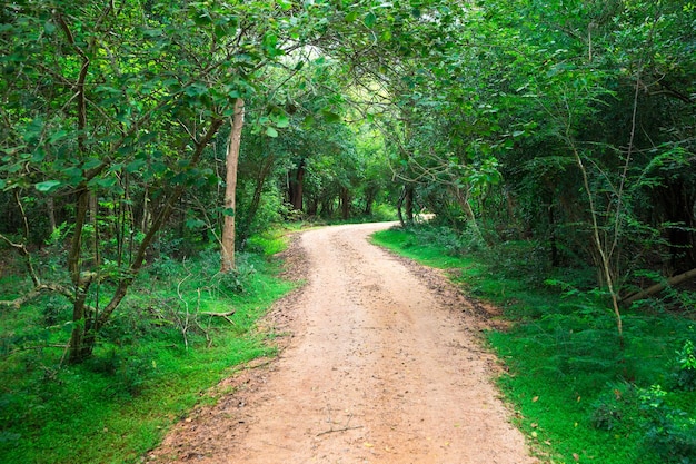 Straße im magischen dunklen Wald