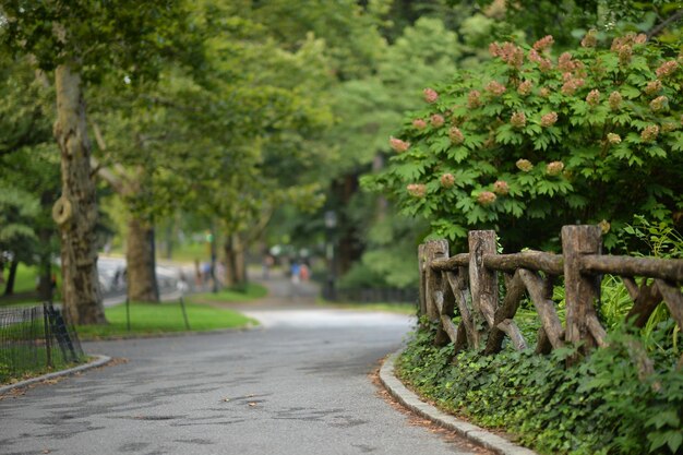 Foto straße im park