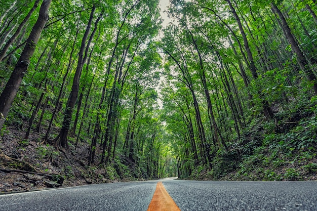 Straße im tropischen Regenwald (künstlicher Wald). Bohol. Philippinen