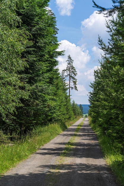 Straße im Wald Waldwanderweg