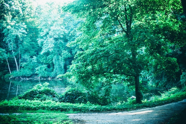 Straße im Waldpark im Frühjahr