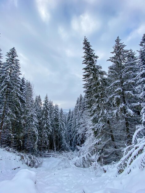 Straße im Winterwald