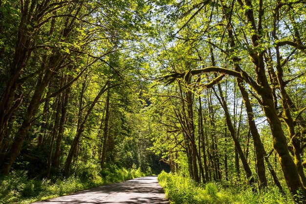 Straße in den Wald