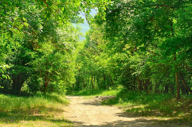 Straße in den Wald