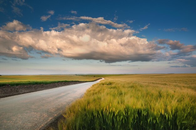 Straße in der schönen Sommerlandschaft des Roggenfeldes mit hellblauem Himmel und Wolken des Abends