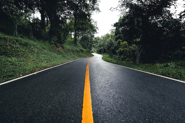 Straße in der Waldregenzeit Naturbäume und Nebelreisen