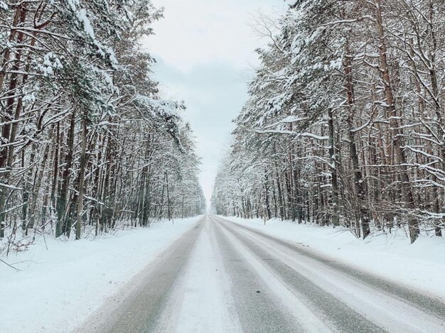 Foto straße inmitten der bäume