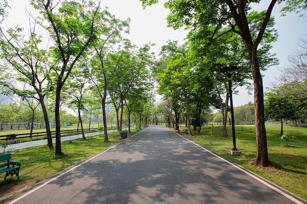 Straße inmitten der Bäume