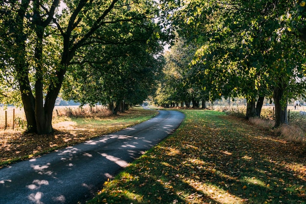 Straße inmitten der Bäume