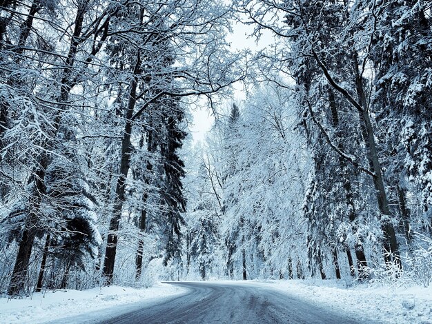 Straße inmitten gefrorener Bäume im Wald im Winter