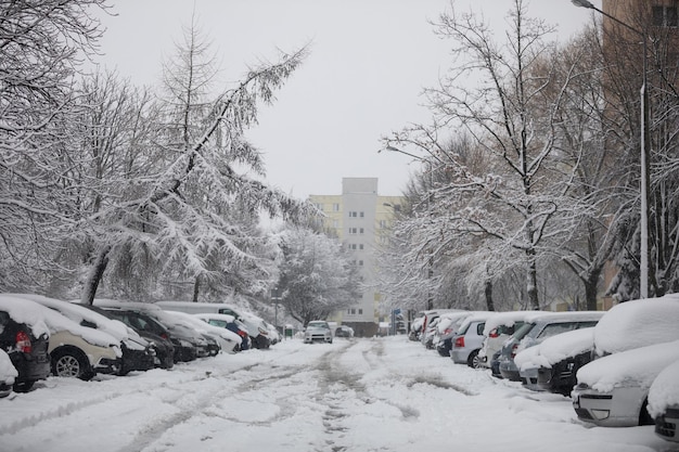 Straße inmitten nackter Bäume