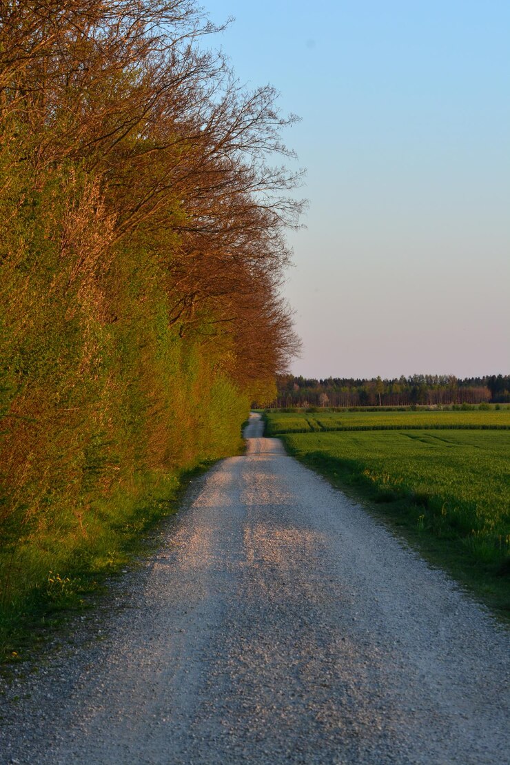 Foto straße inmitten von bäumen auf dem feld gegen den himmel
