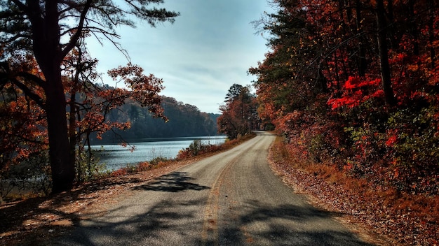 Straße inmitten von Bäumen gegen den Himmel im Herbst