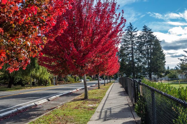 Foto straße inmitten von bäumen gegen den himmel im herbst