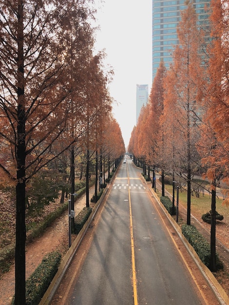 Straße inmitten von Bäumen gegen den Himmel im Herbst