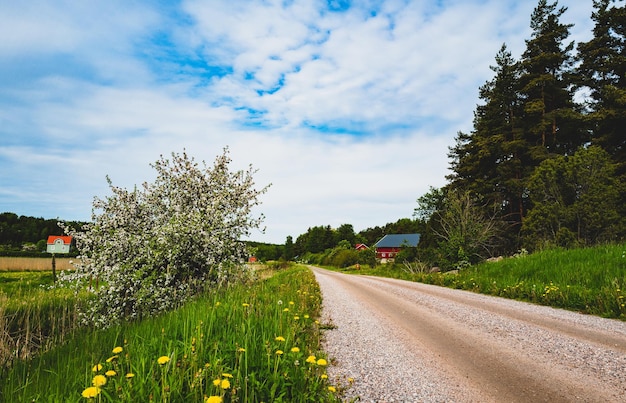 Foto straße inmitten von bäumen gegen den himmel