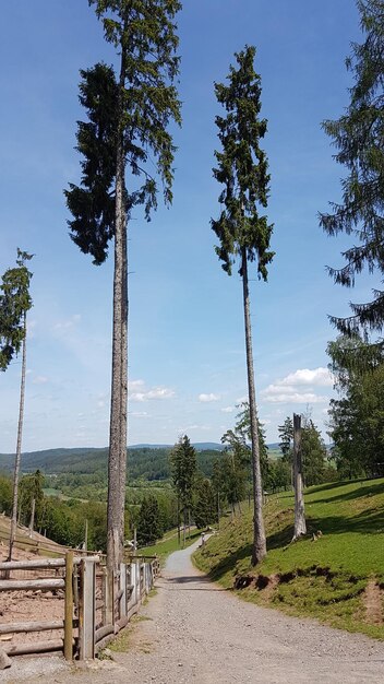 Foto straße inmitten von bäumen gegen den himmel