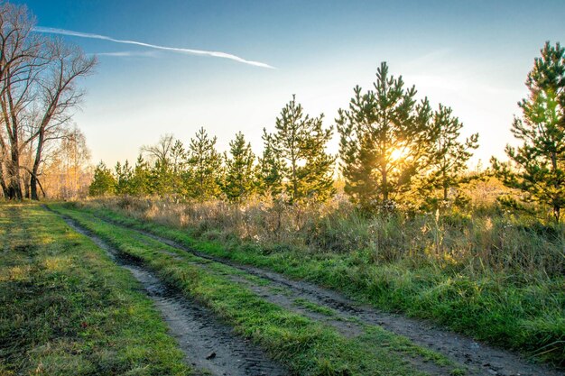 Foto straße inmitten von bäumen gegen den himmel