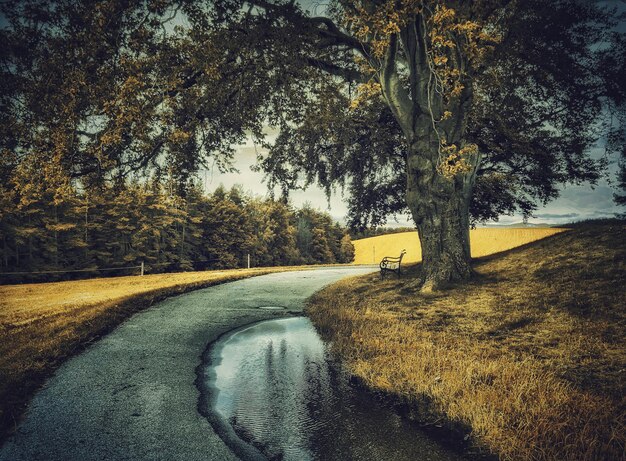 Foto straße inmitten von bäumen gegen den himmel