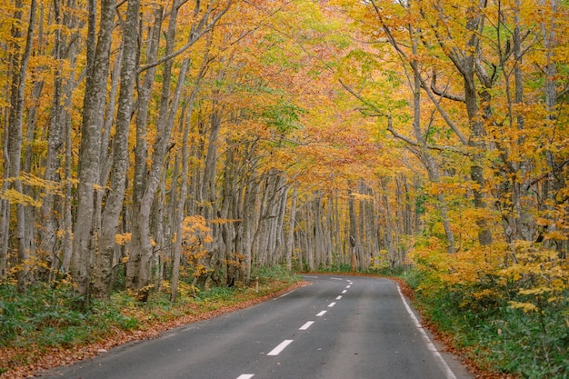 Straße inmitten von Bäumen im Herbst