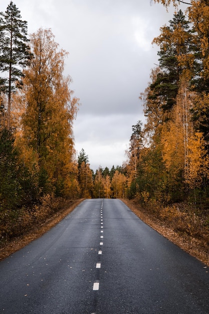 Straße inmitten von Bäumen im Herbst