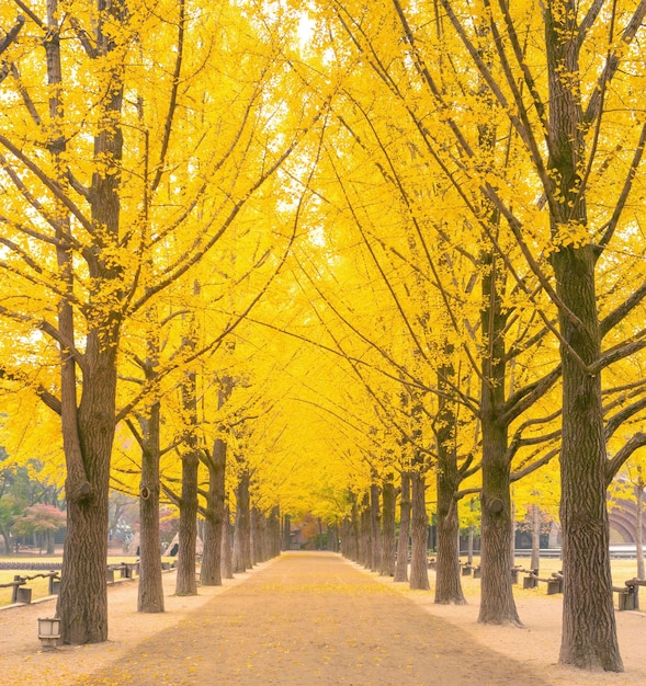 Straße inmitten von Bäumen im Herbst